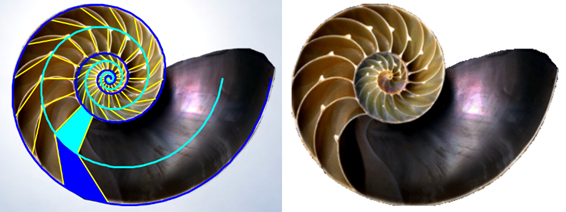 Crecimiento gnomónico en el Nautilus pompilius