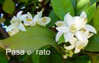 Flor de azahar