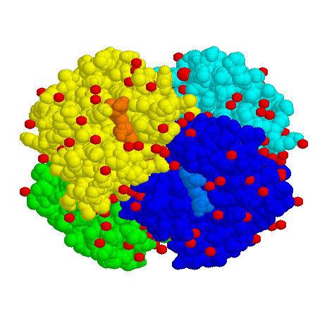 La hemoglobina está formada por cuatro proteínas globulares. Imagen de http://www.ac-orleans-tours.fr/svt/theme4/mol/hbn2.gif