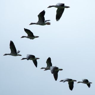 La migración de las aves