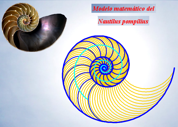 Modelo matemático del Nautilus Pompilius