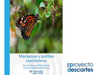 Mariposas_y_Polillas