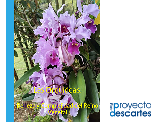 Orquideas