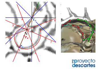 Amplitud angular interseptal y área de las secciones de las cámaras del Nautilus