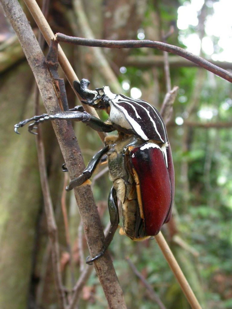 Escarabajos Escarabajos