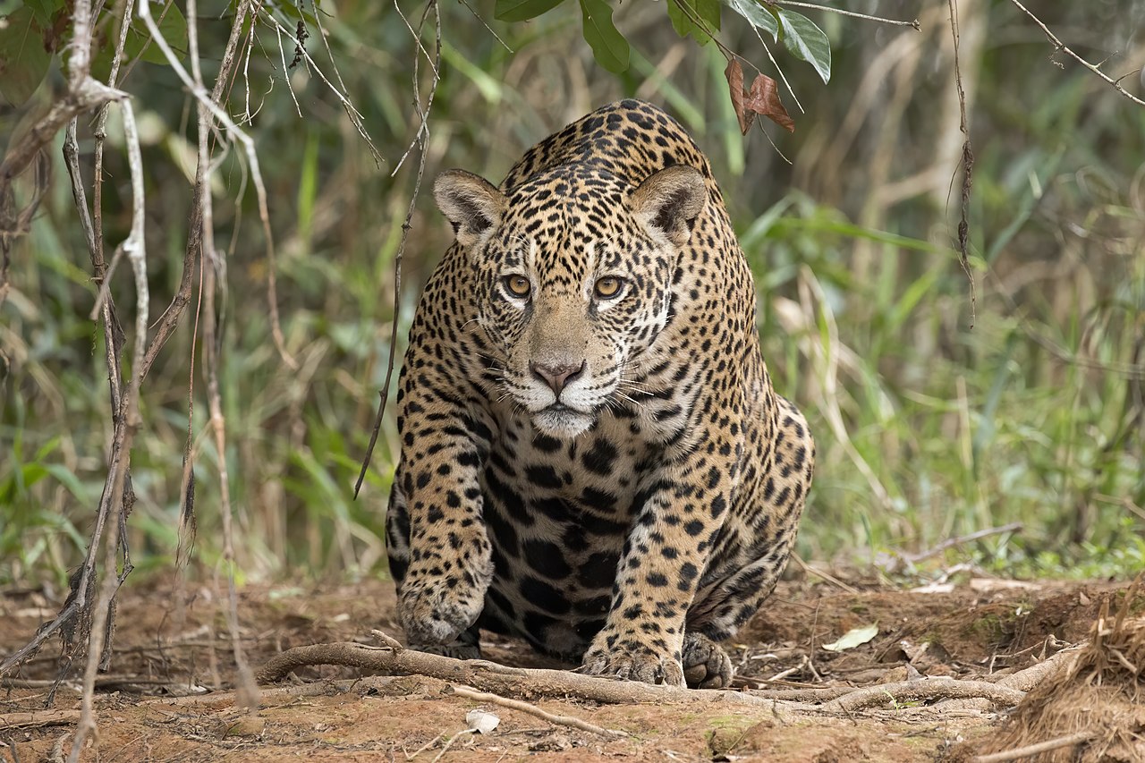 Imagen de un jaguar