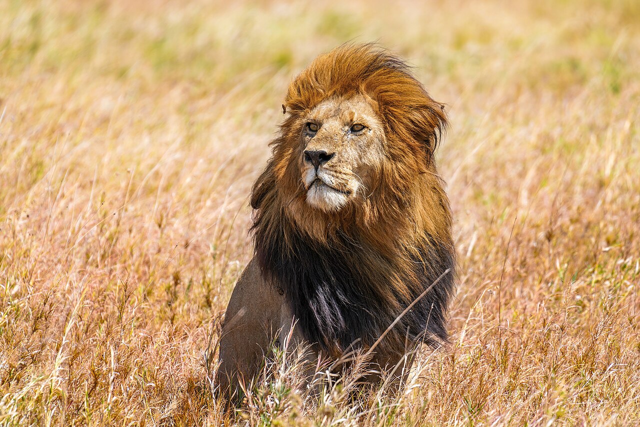 Imagen de un león
