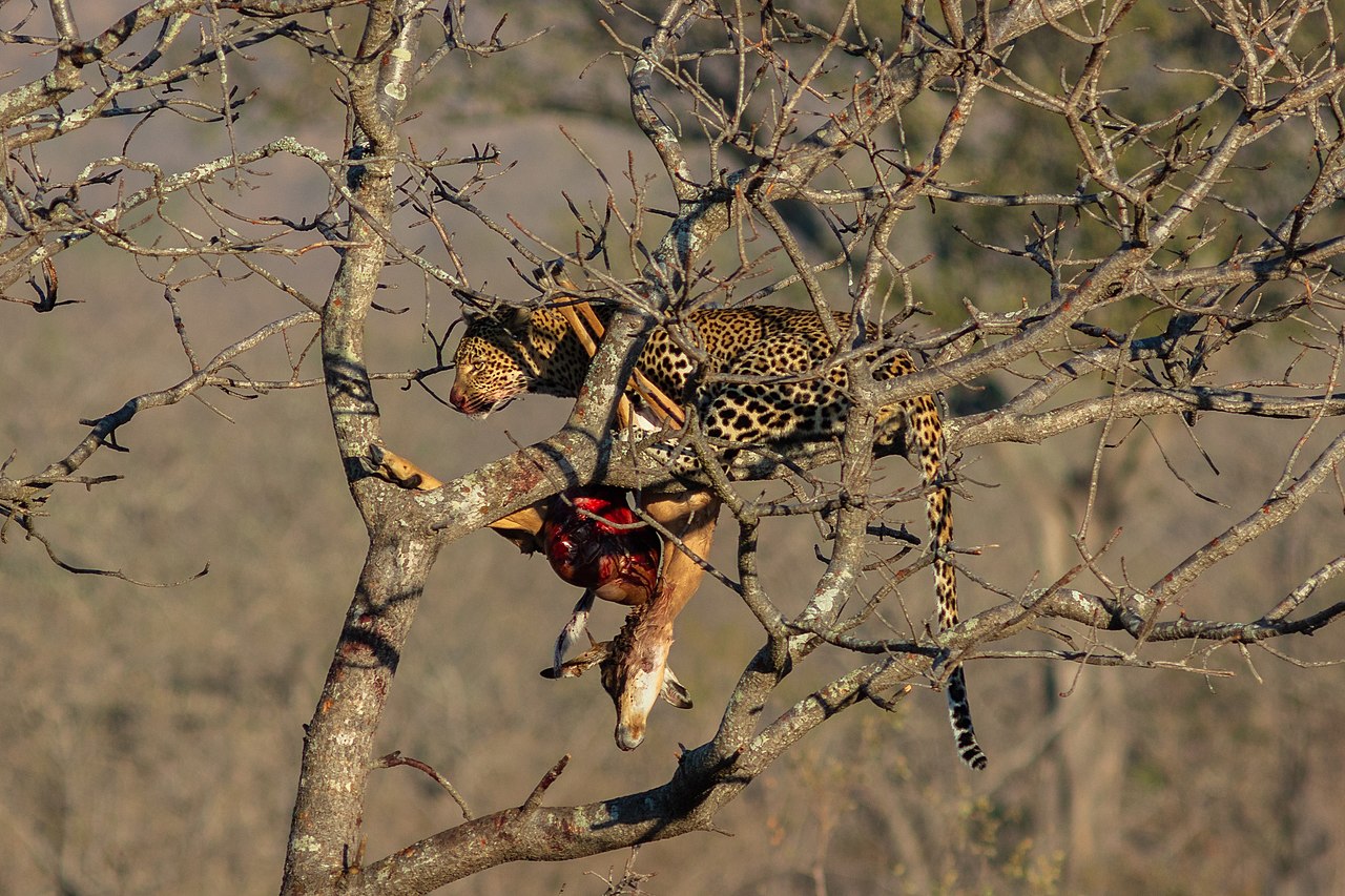 Imagen de un leopardo