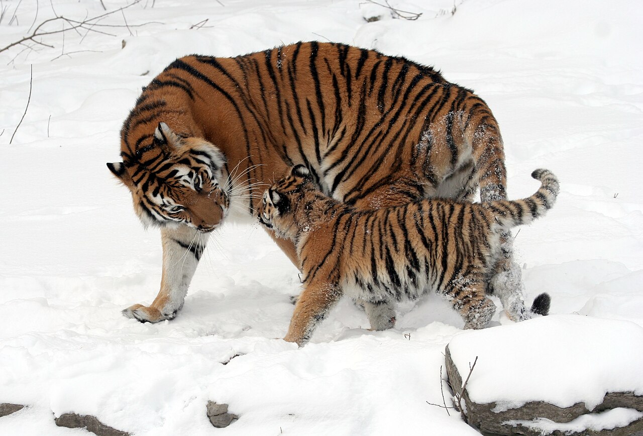 Imagen de un tigre