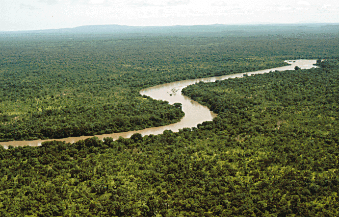 Bosque tropical Senegal.