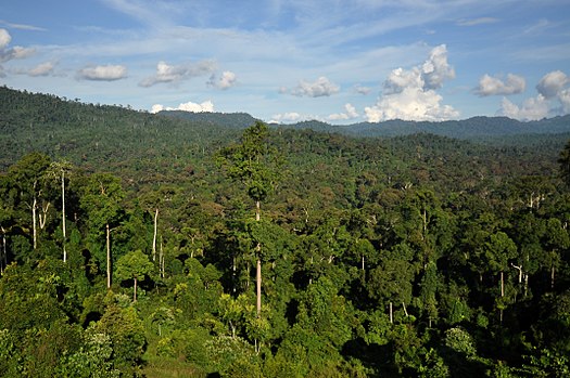 Bosque tropical. Borneo.