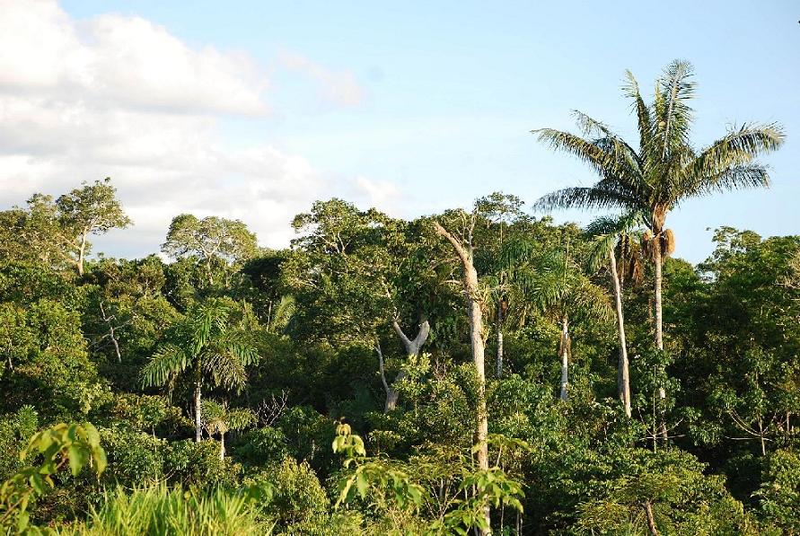 Bosque tropical sudamericano