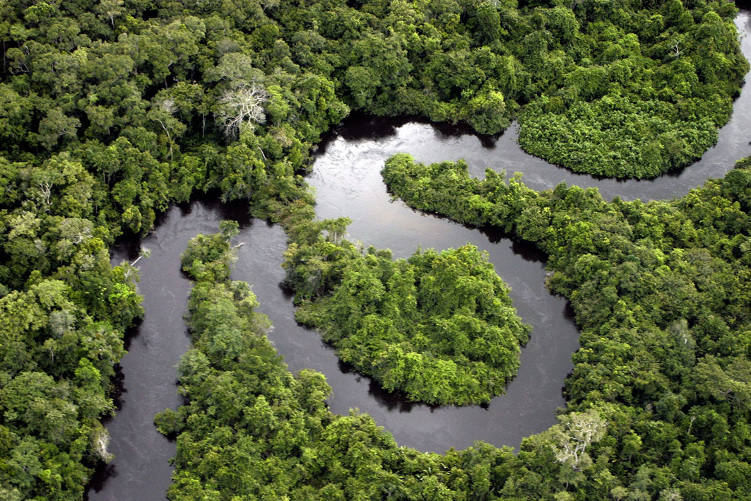 Selva densa tropical de la llanura amazÃ³nica.