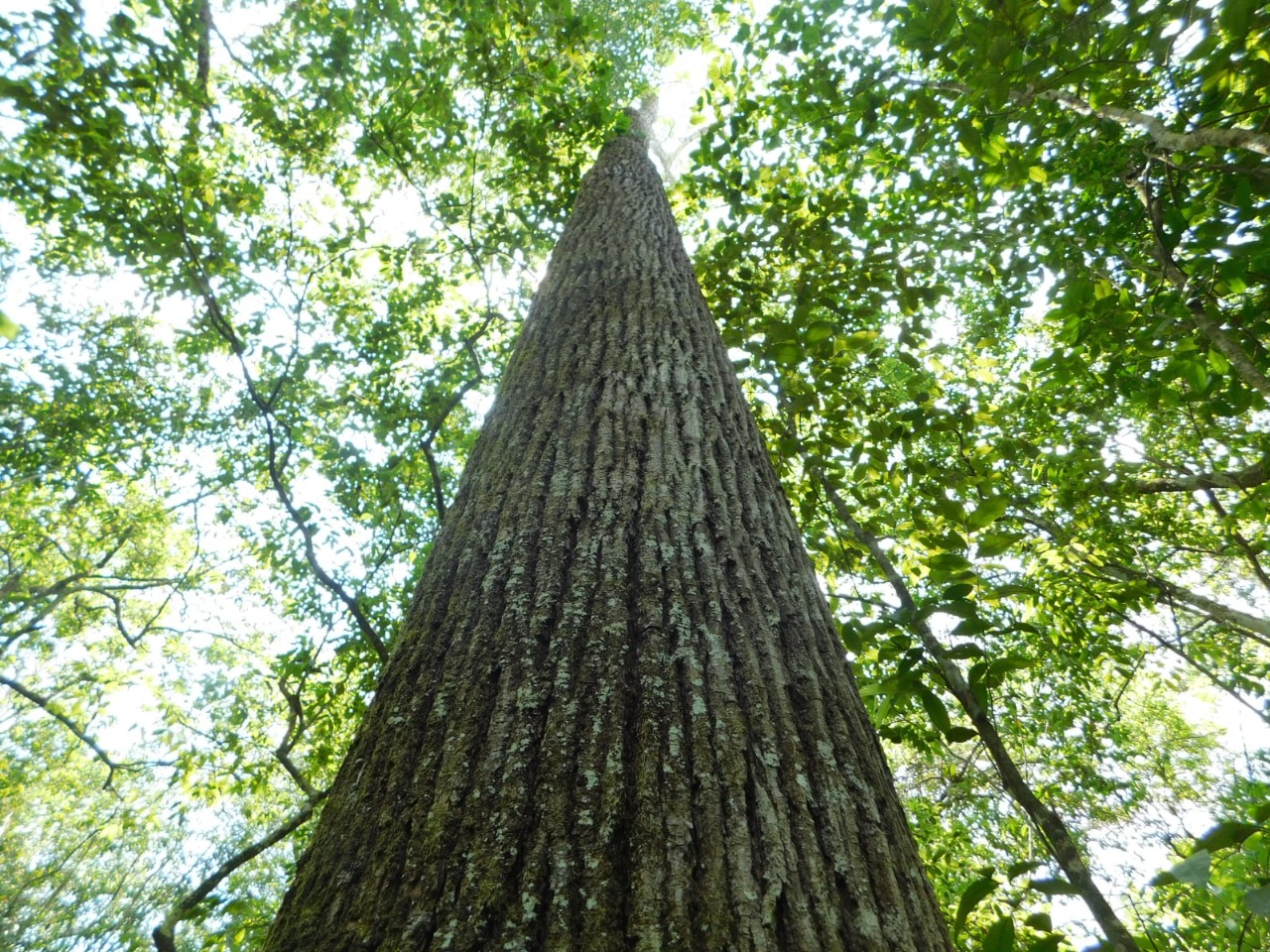 Caoba