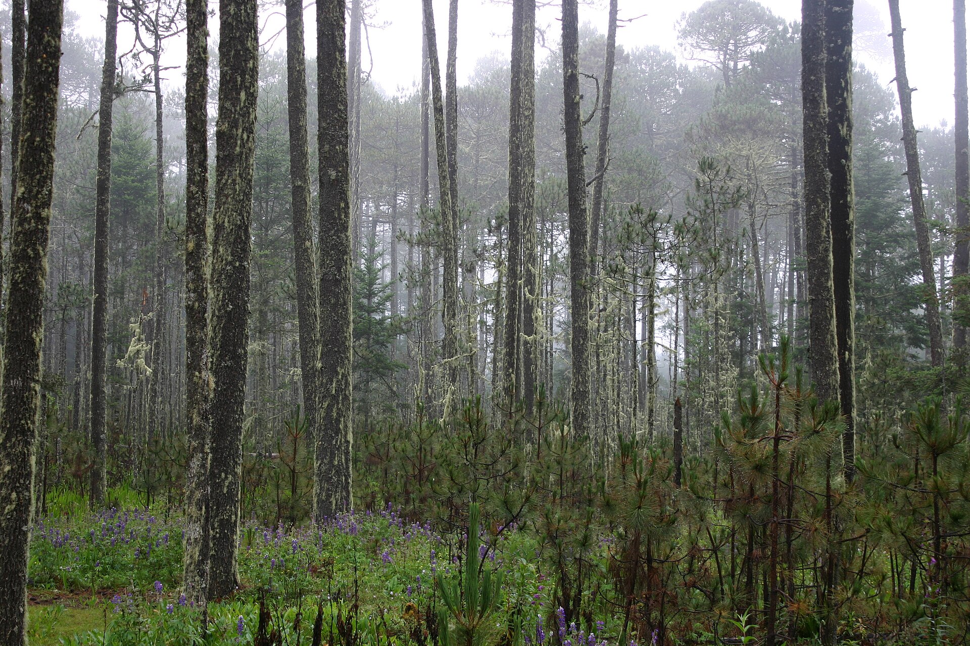 Ãrboles de Teca