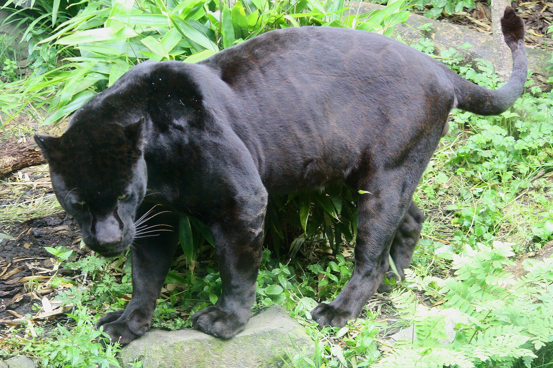 Jaguar negro