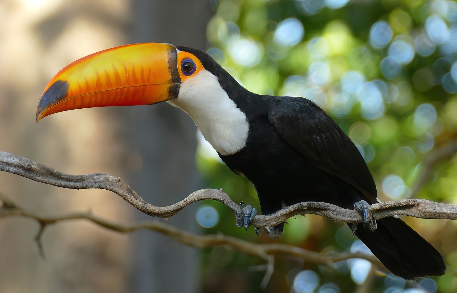 Sapajus libidinosus paraguayanus