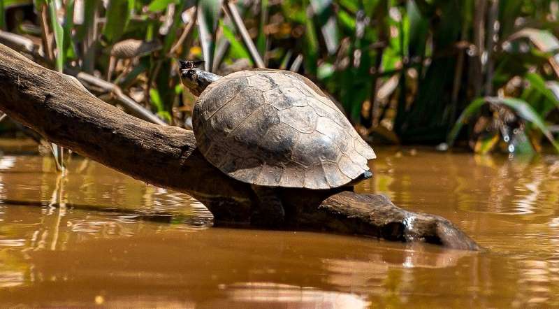 Tortuga charapa