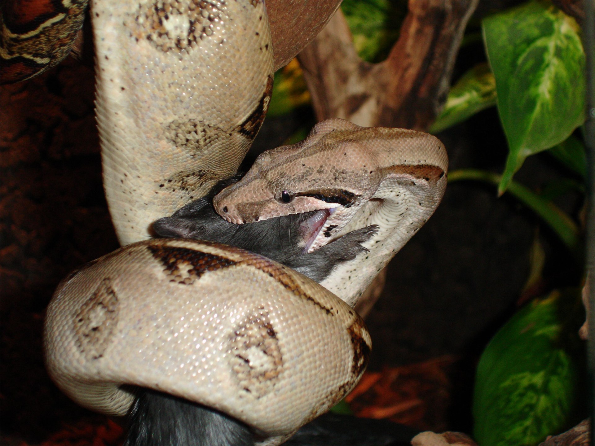 Boa constrictora alimentÃ¡ndose.