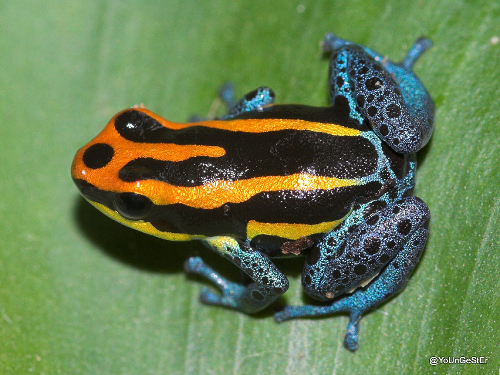 Ranitomeya amazonica.