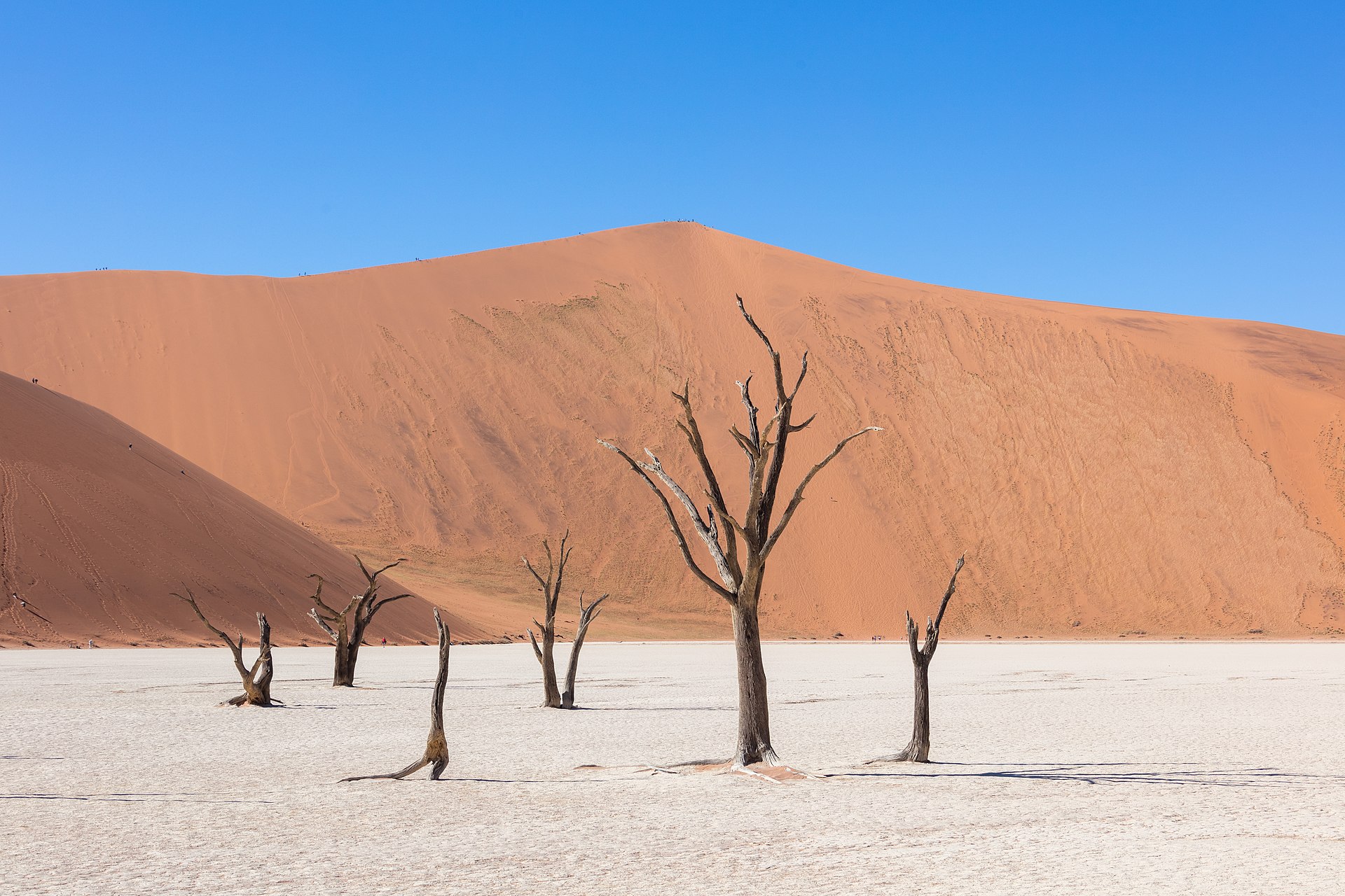 Acacias secas
