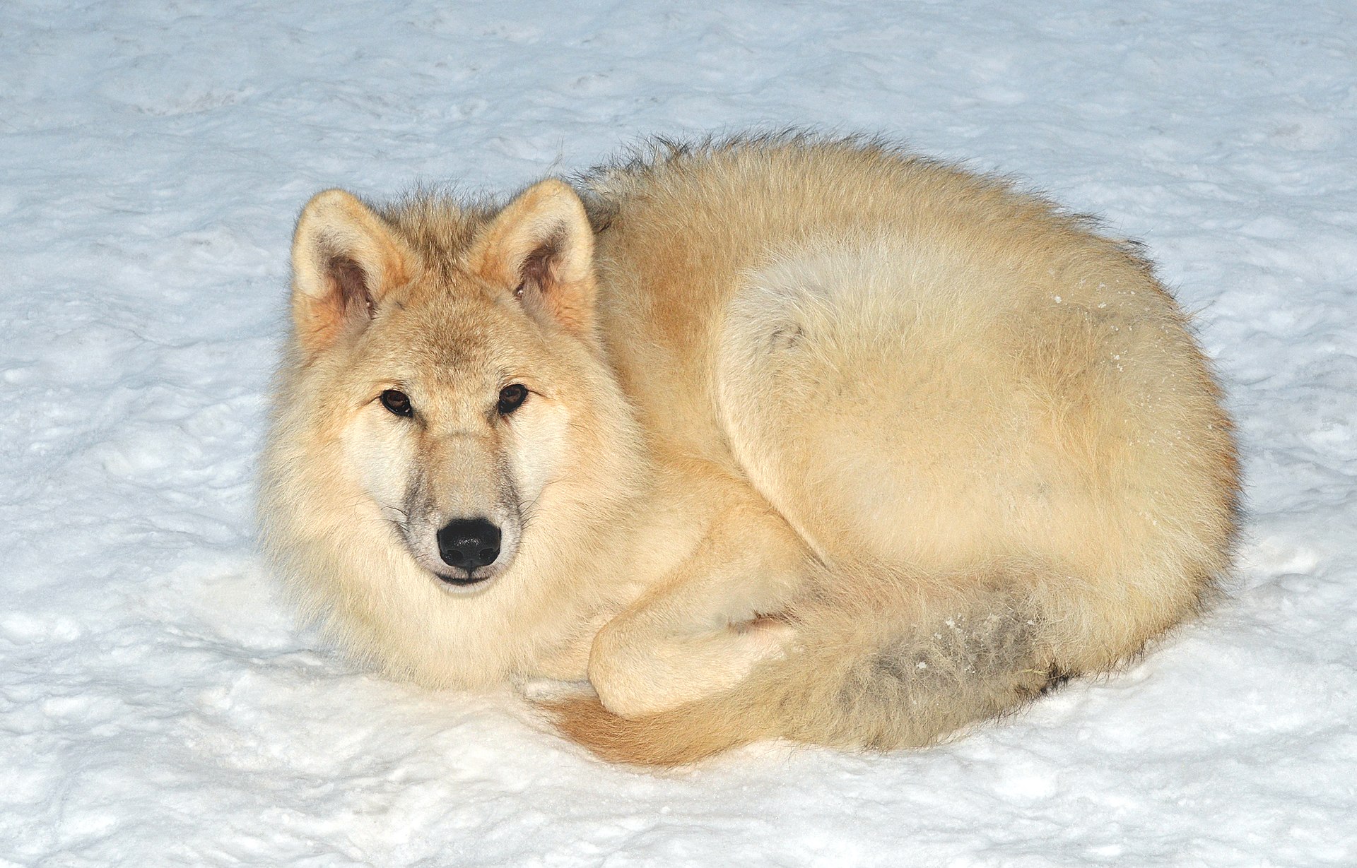 El lobo Ã¡rtico