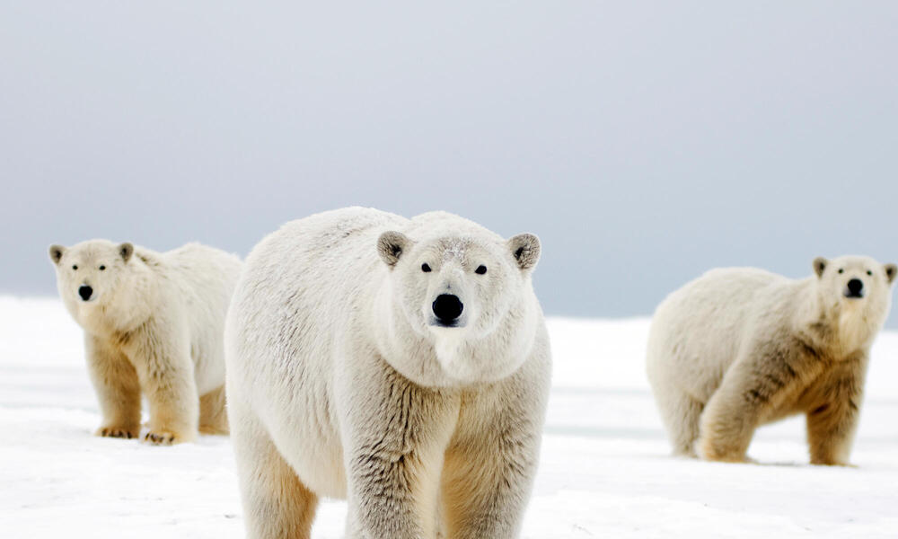 El oso polar