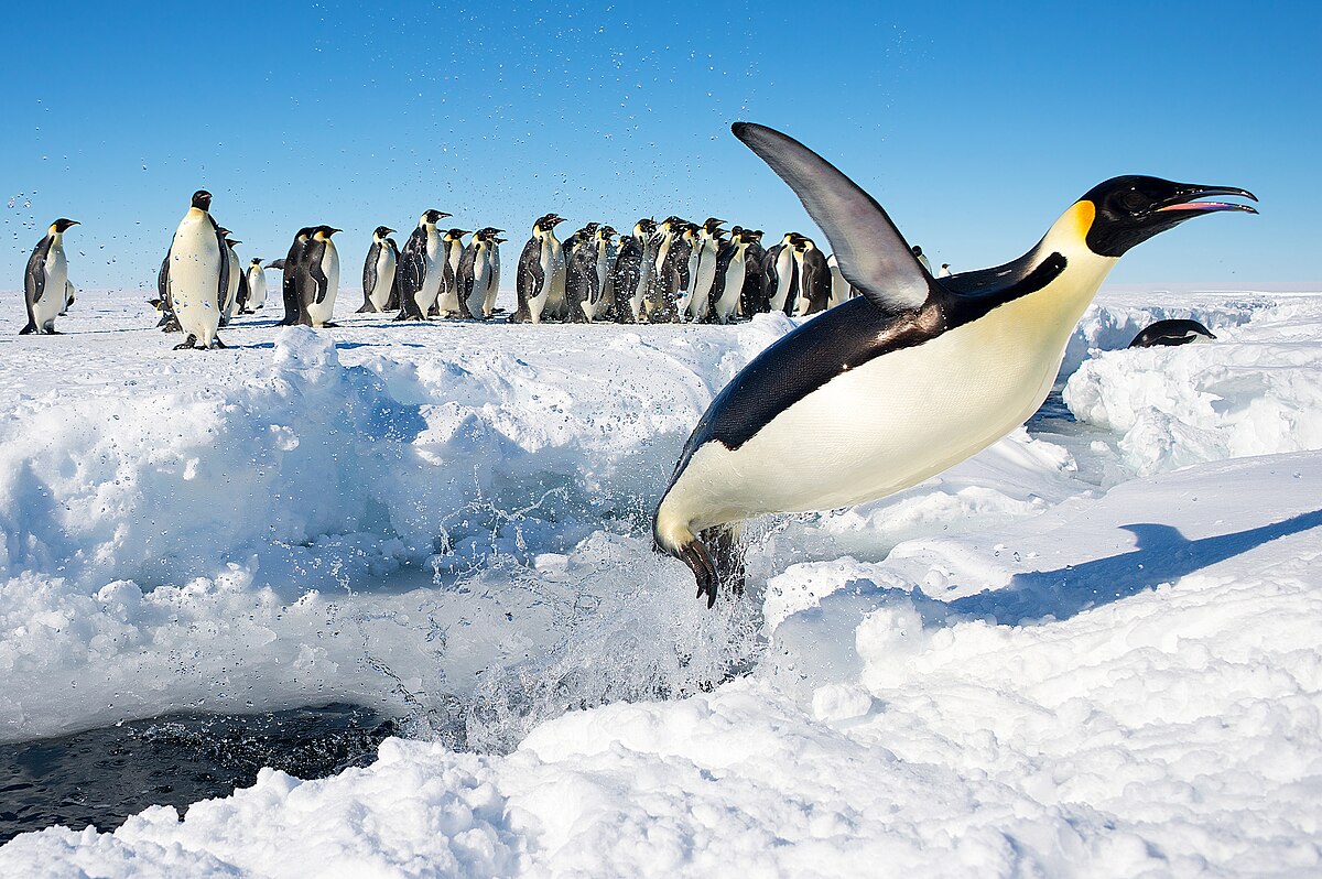 PingÃ¼ino en la AntÃ¡rtida