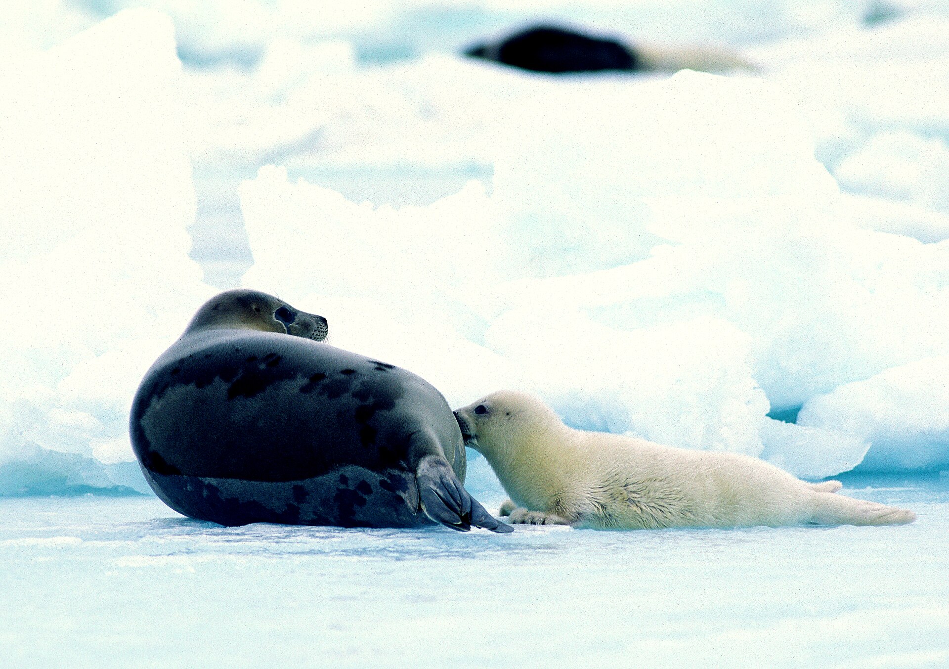 Foca ensillada o foca de Groenlandia