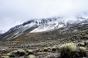 Tundra alpina en los Andes venezolanos