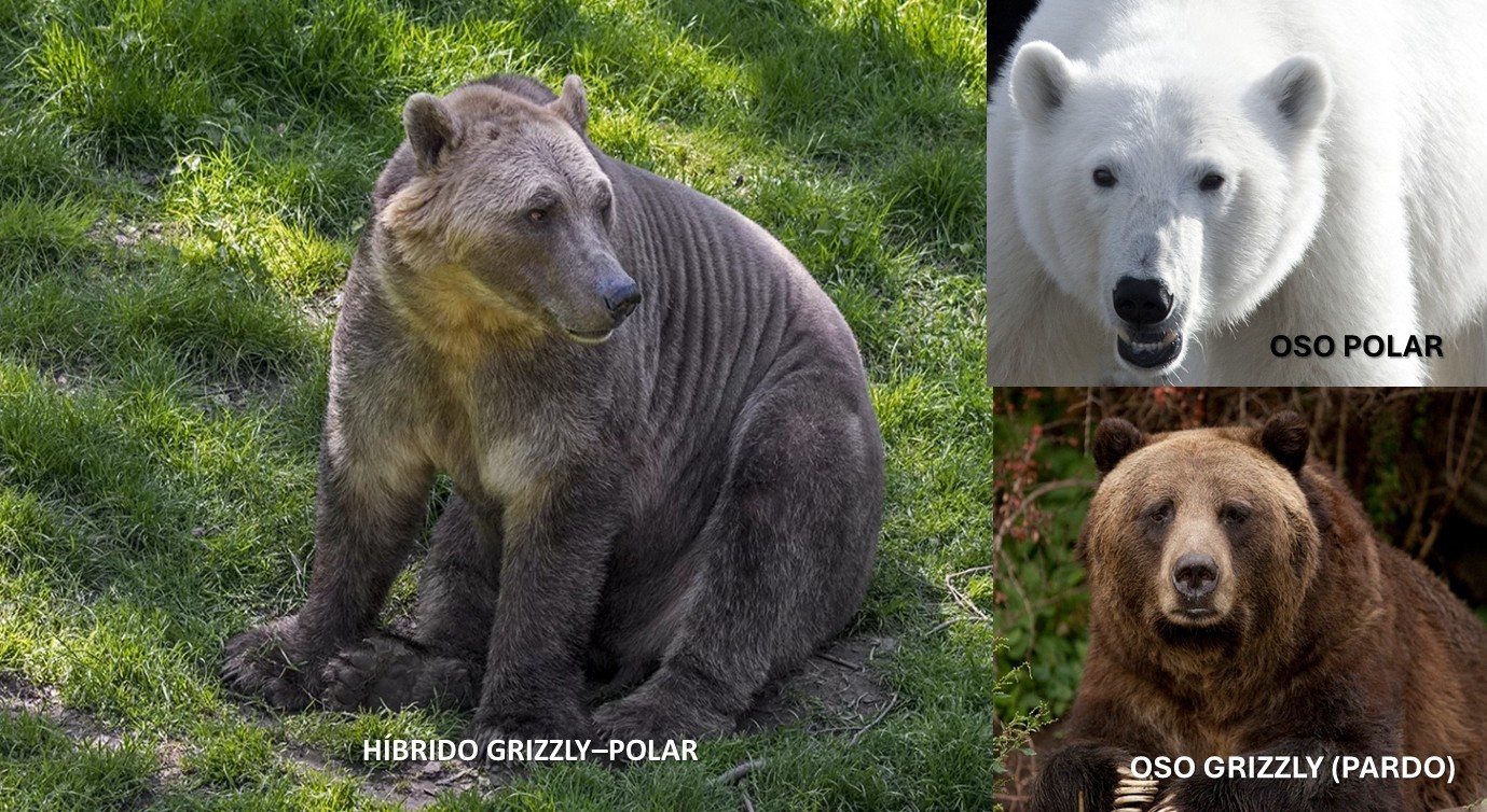 oso grolar