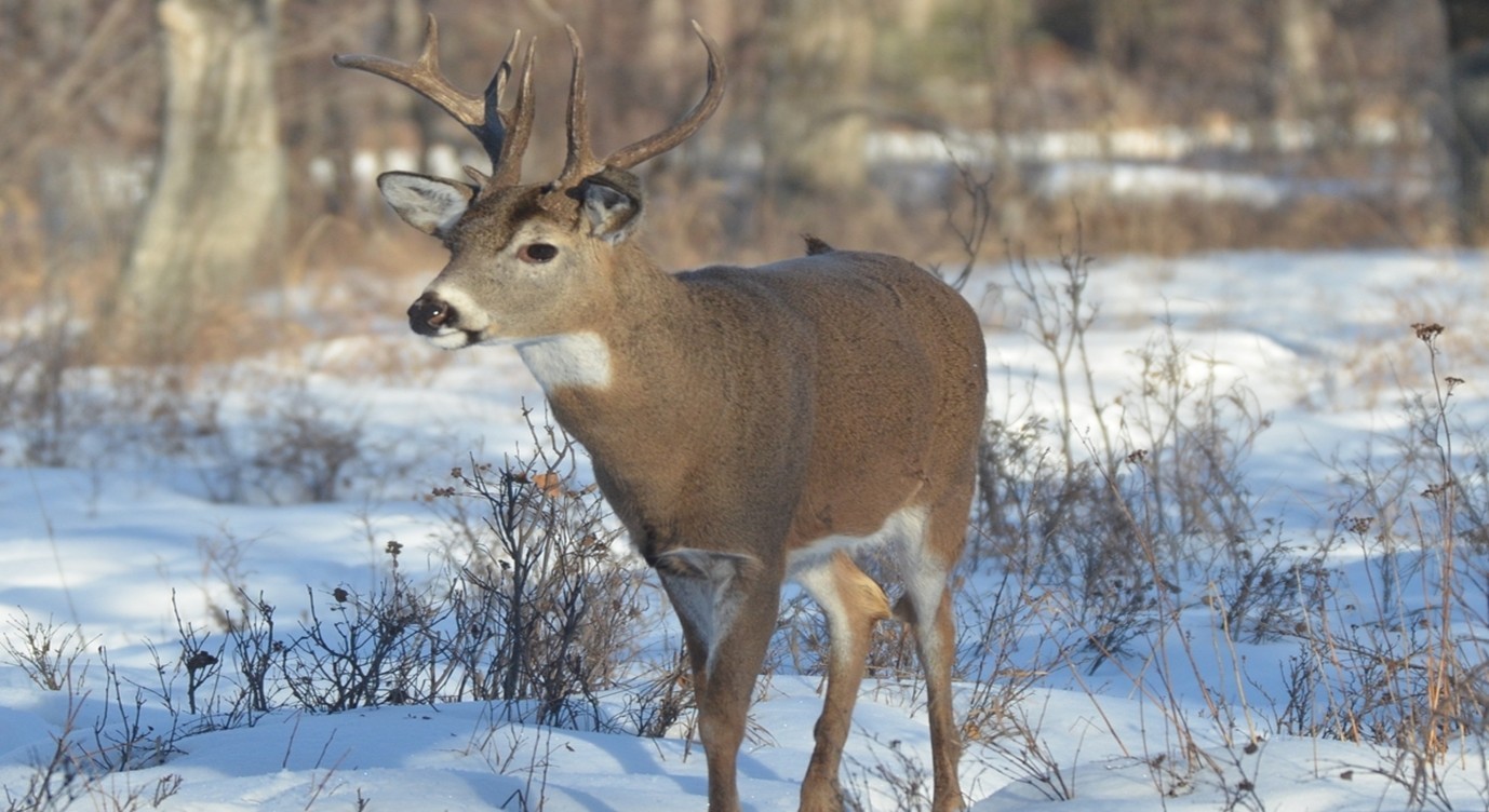 venado de cola blanca