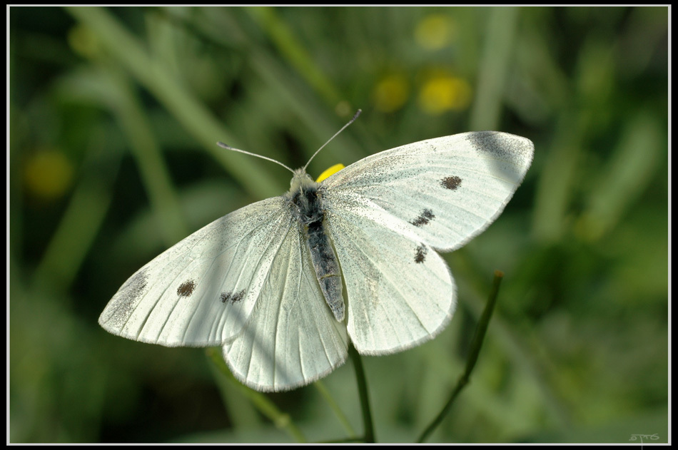 Mariposa de la col