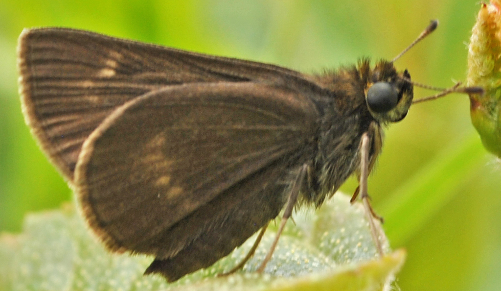 Mariposa de los prados
