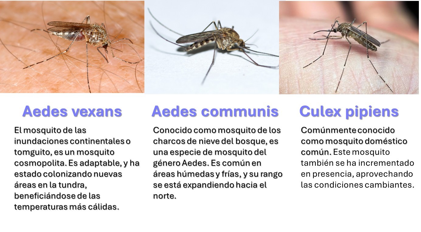 mosquitos