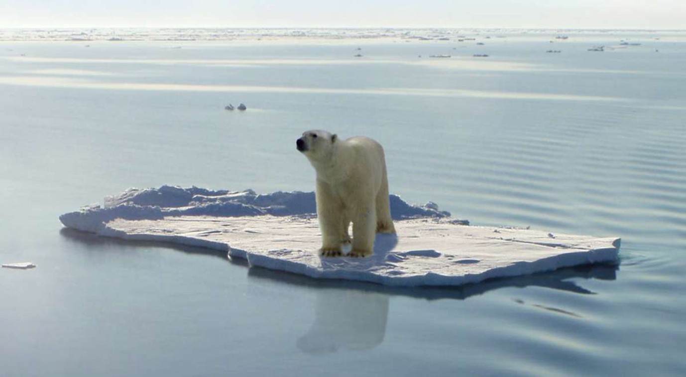 oso polar