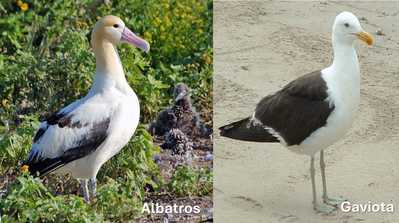 Albatros y  Gaviota