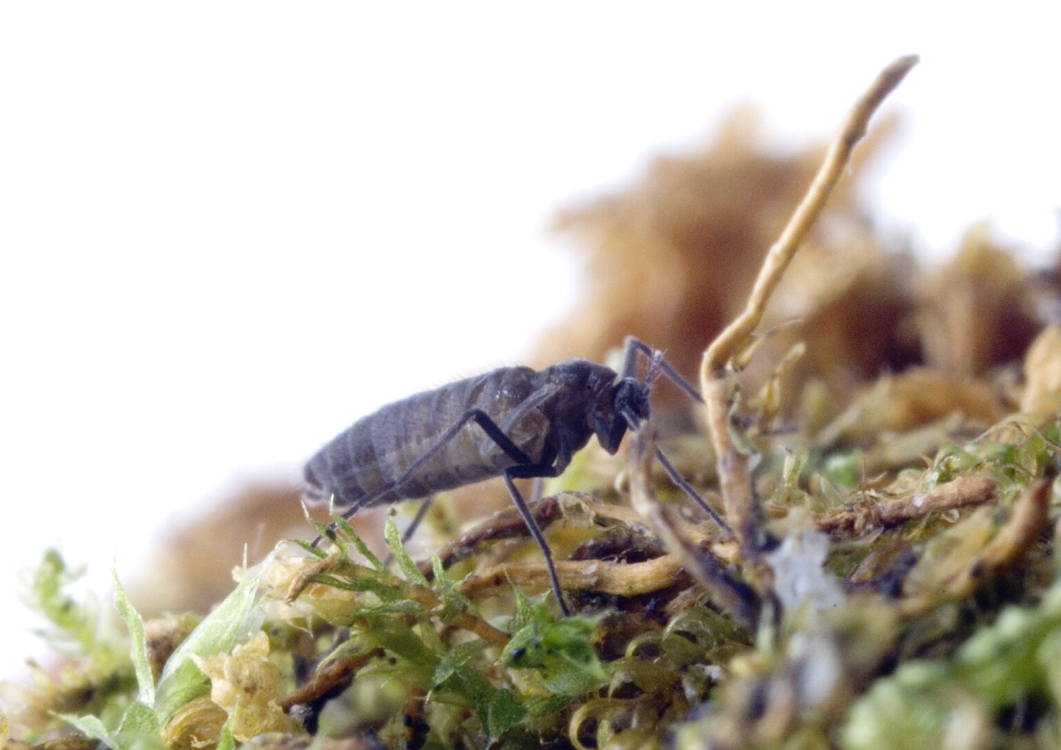 Eretmoptera murphyi