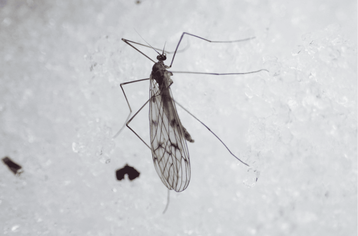 ITrichocera maculipennis