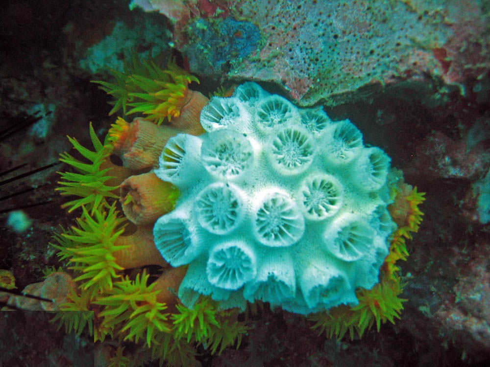 corales