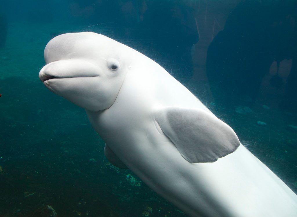 Ballena beluga
