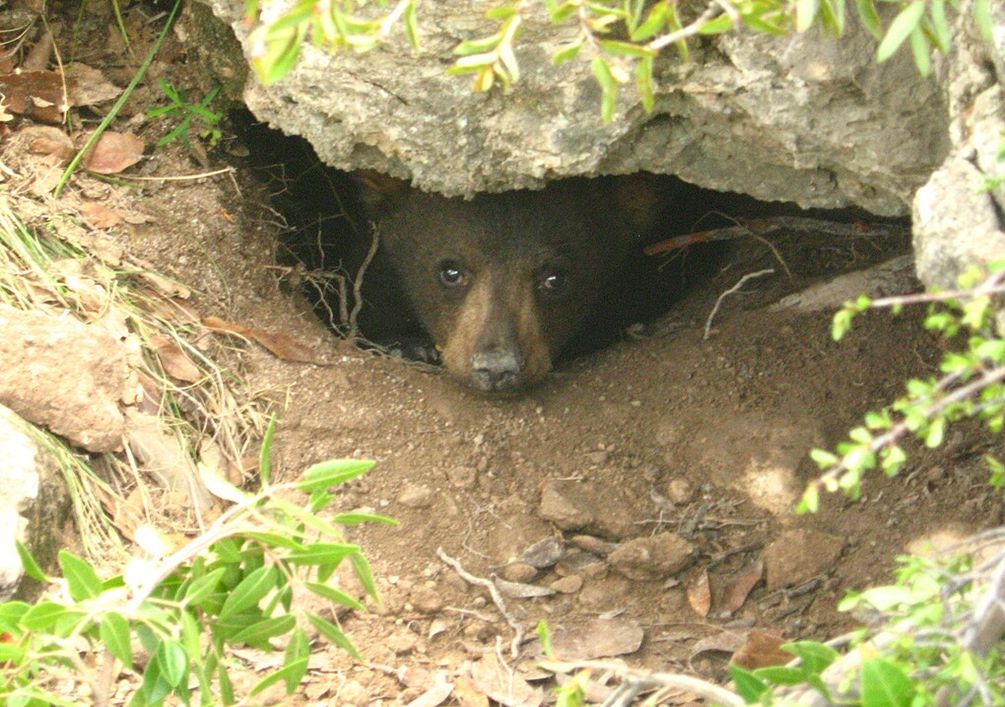 Cachorro de oso negro