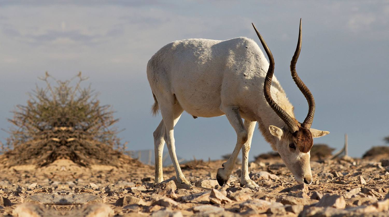 AntÃ­lope del desierto