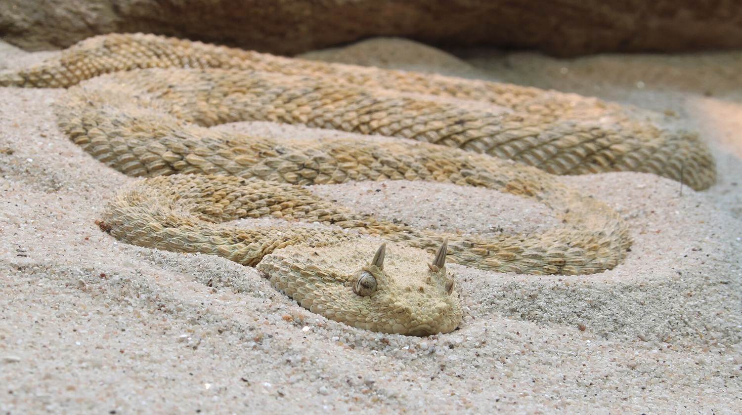 VÃ­bora cornuda del Sahara