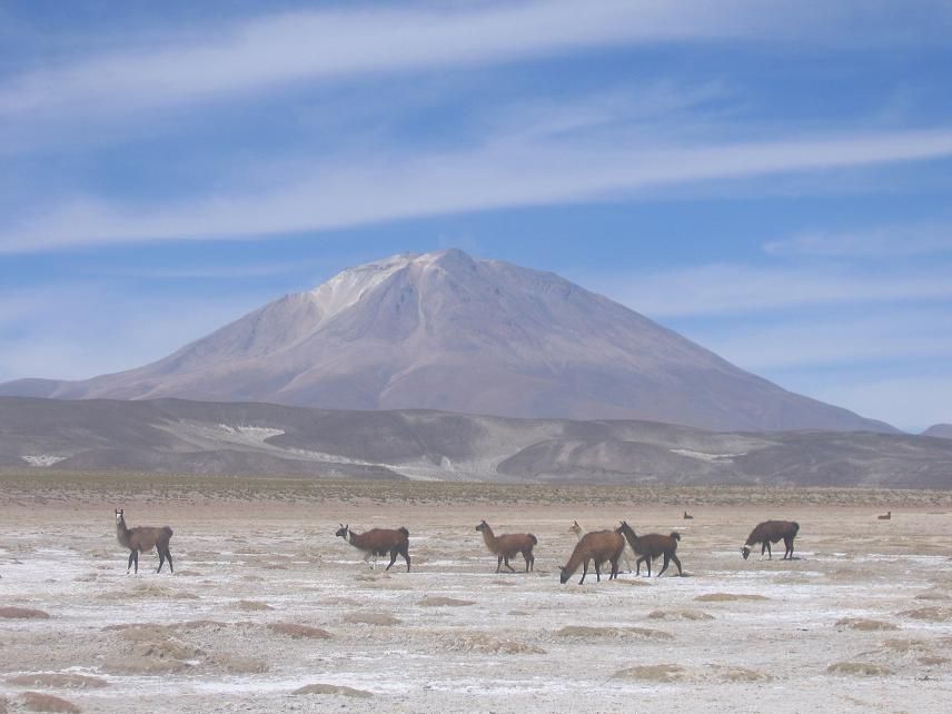 Llamas