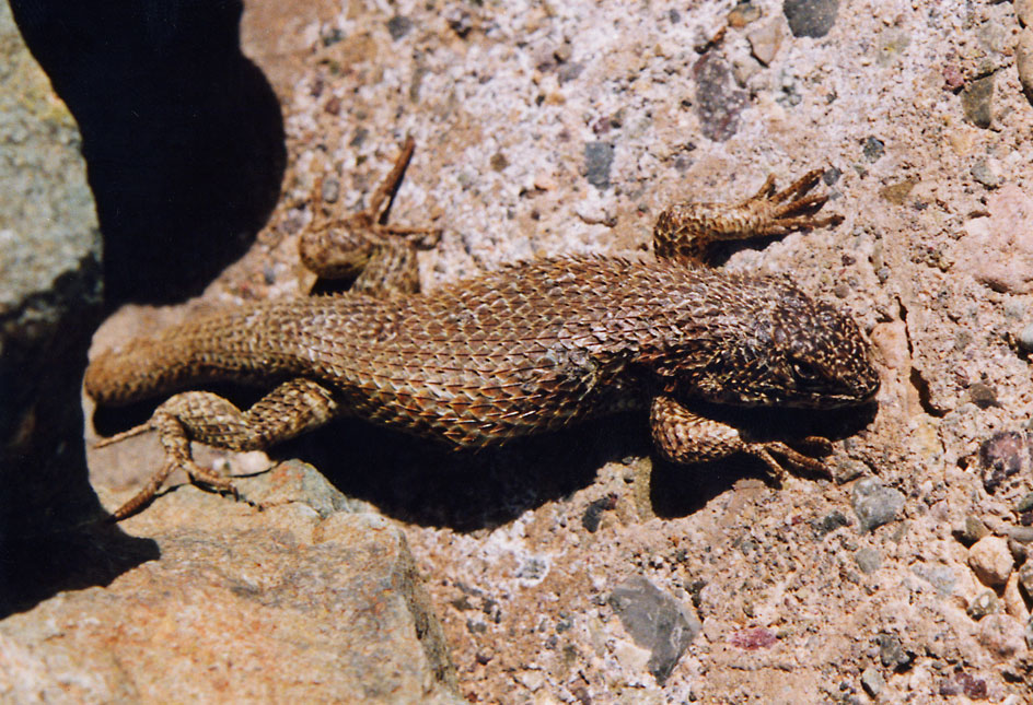 Lagarto nÃ­tido 