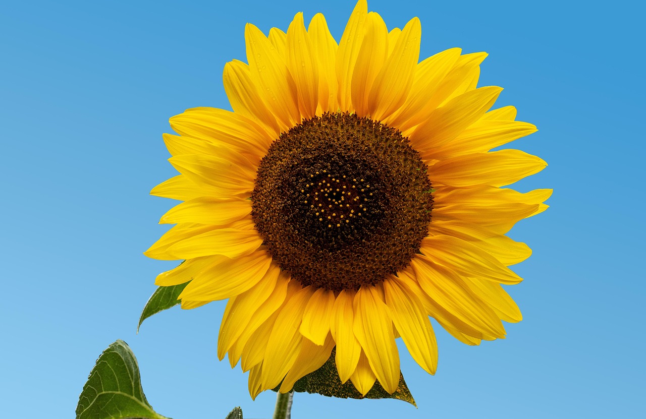 Haz clic para ver en pantalla completa Girasol