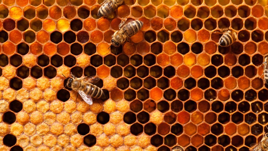 Haz clic para ver en pantalla completa Panales de abejas