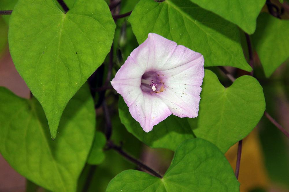 Haz clic para ver en pantalla completa Gloria de la mañana blanca