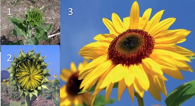Capítulo del Girasol